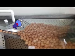 planta de procesamiento de huevos líquidos con triturador de huevos y pasteurización