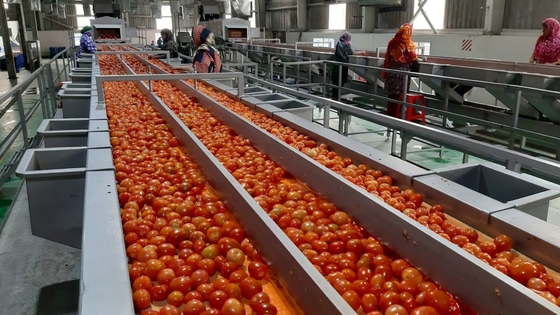 Venta en caliente Completa planta de producción de tomate personalizada Nueva máquina de procesamiento de omate / jugo de tomate / salsa / pulpa con PLC SUS304 / 316