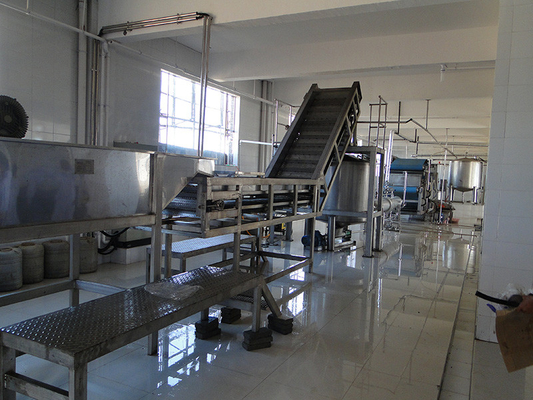 Línea completa de procesamiento de la col rizada Planta de producción de apio/col rizado/pepinos Equipo personalizado para la industria hortofrutícola