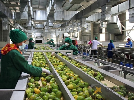 Servicio de parada única Línea de procesamiento de mango personalizada de 1000-30000 l/h Maquina de jugo/salsa/mermelada de mango con equipo de pulpa de mango PLC